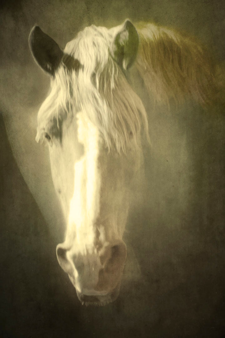 A portrait photograph of a golden palomino horse's face in a sepia tone with a rough texture, to create a vintage look.