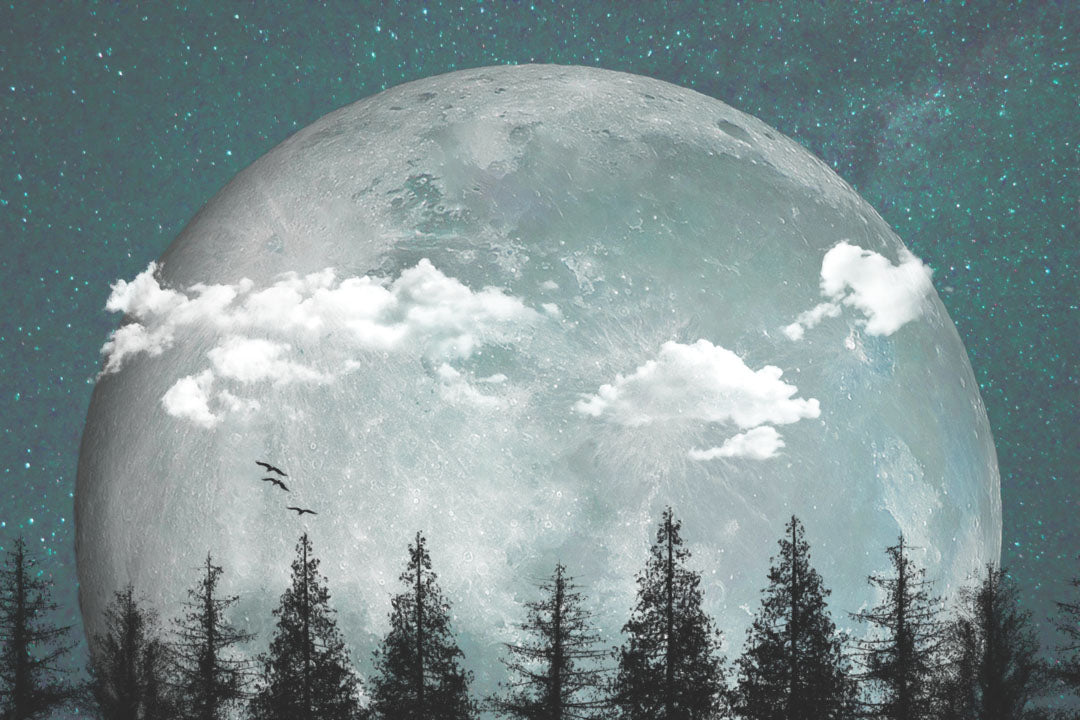 An edited collage of photos depicting an oversized moon over a silhouetted evergreen forest at night. A few clouds and bids pass across the scene.