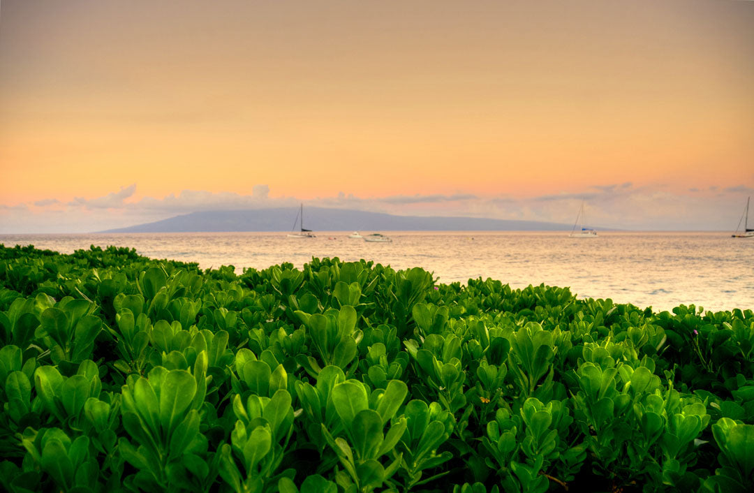 A photo overlooking the sea from Kaanapali beach in Hawaii. Green plants fill the foreground, and boats sail on the water in the distance against a gentle orange sky and purple clouds.
