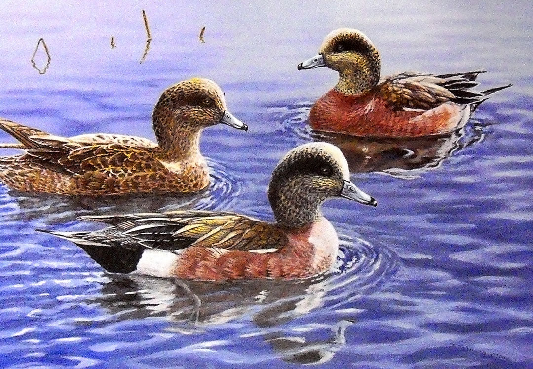 A painting of three wigeons on the water, reflecting a vibrant blue sky.