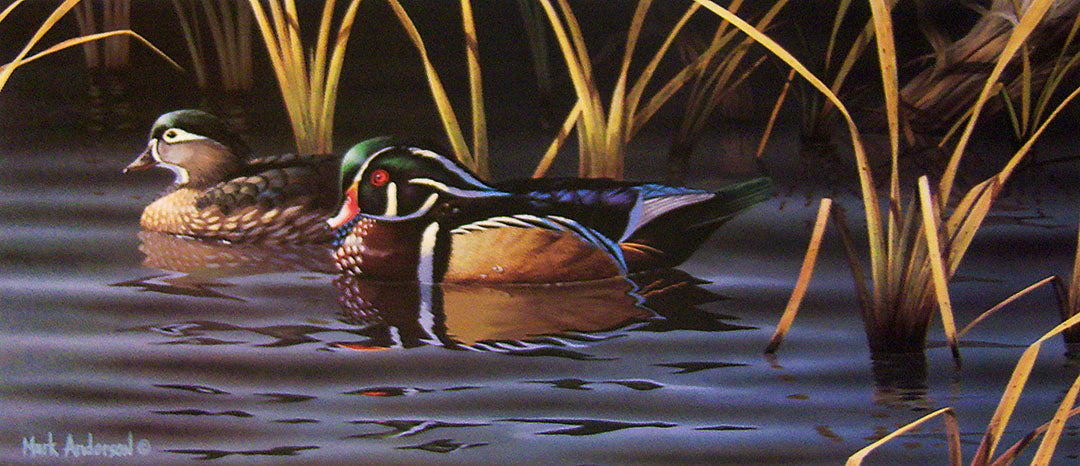 A painting of two wood ducks swimming through reedy waters.