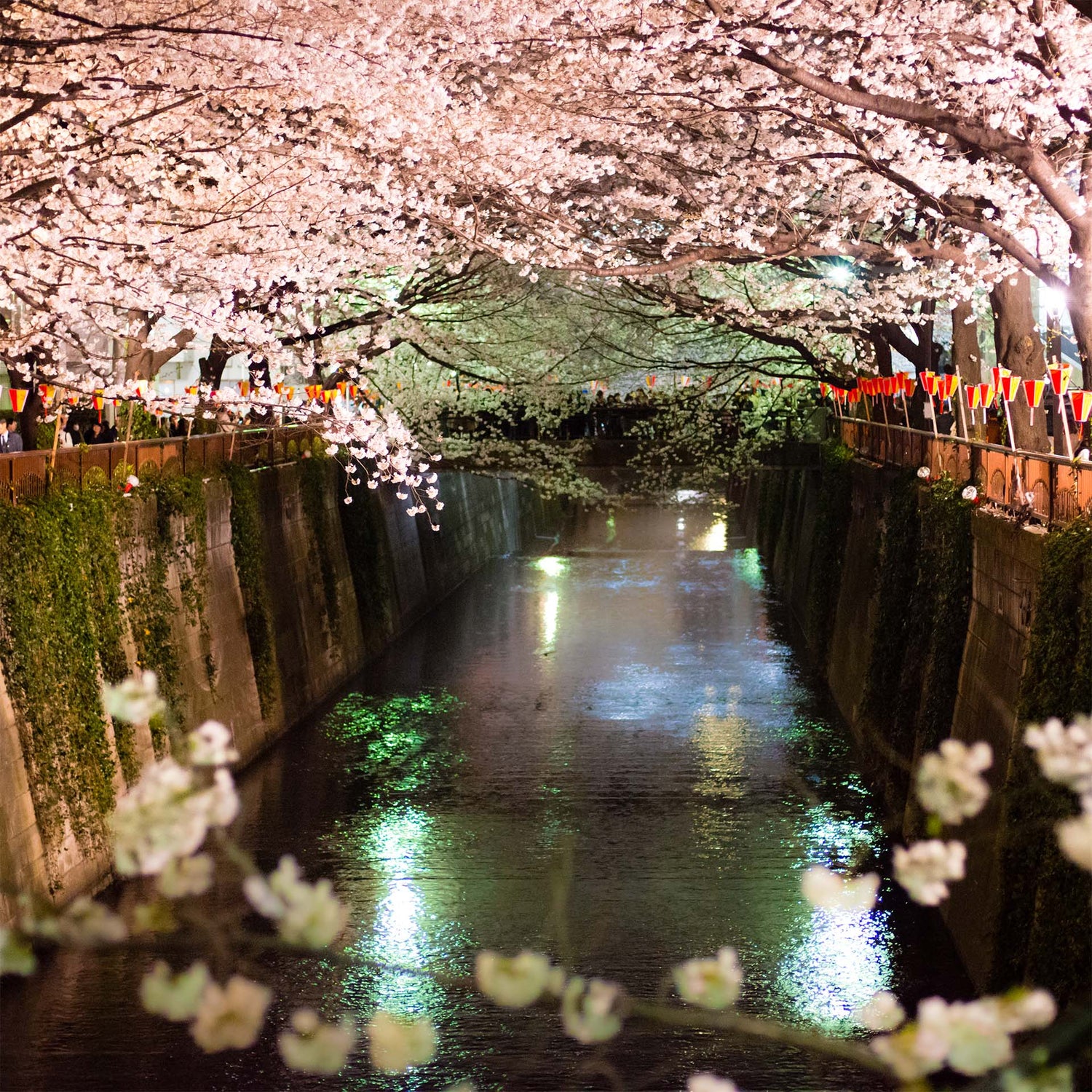 Photo of cherry blossom trees over a canal at Meguro River in Tokyo, Japan.