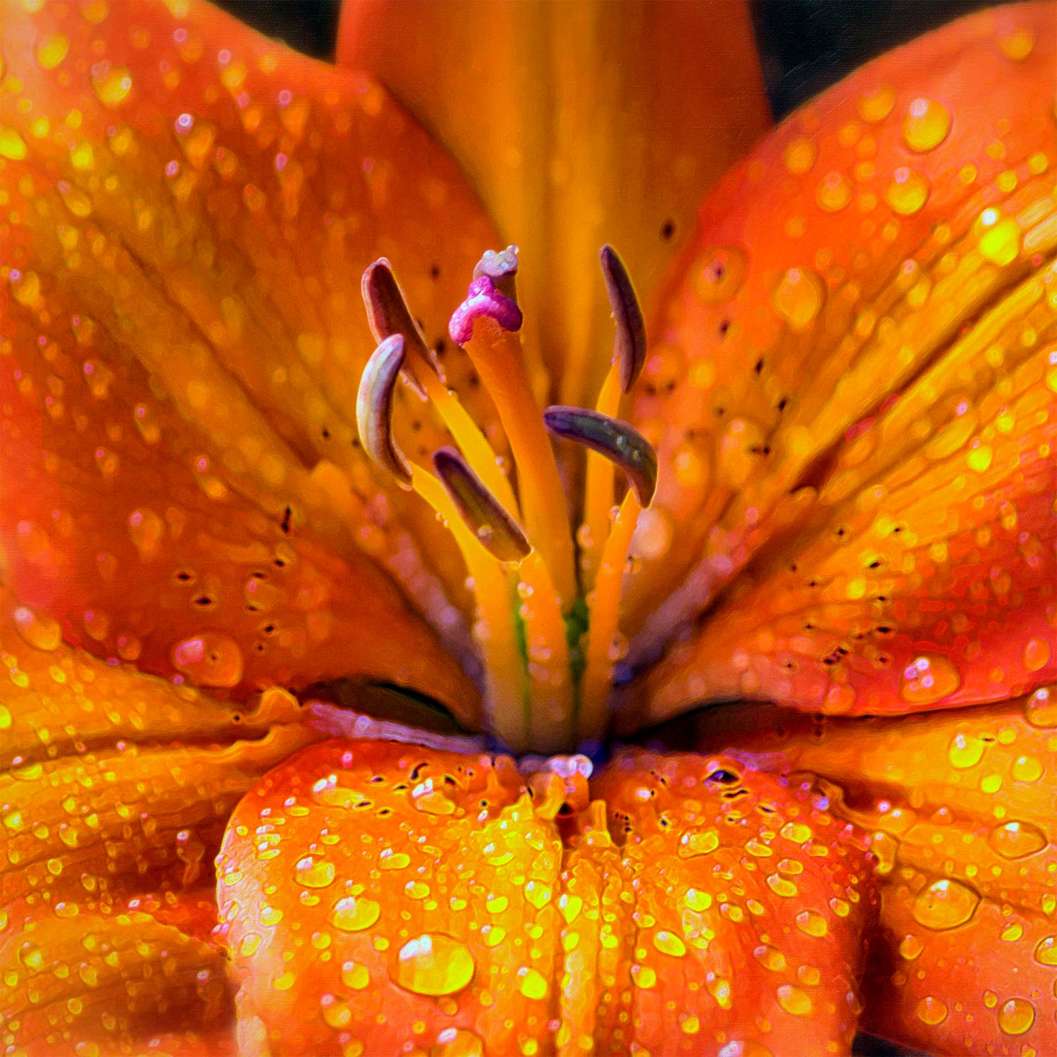 A closeup photo of an orange lily, covered in water droplets and edited to have a painterly effect.