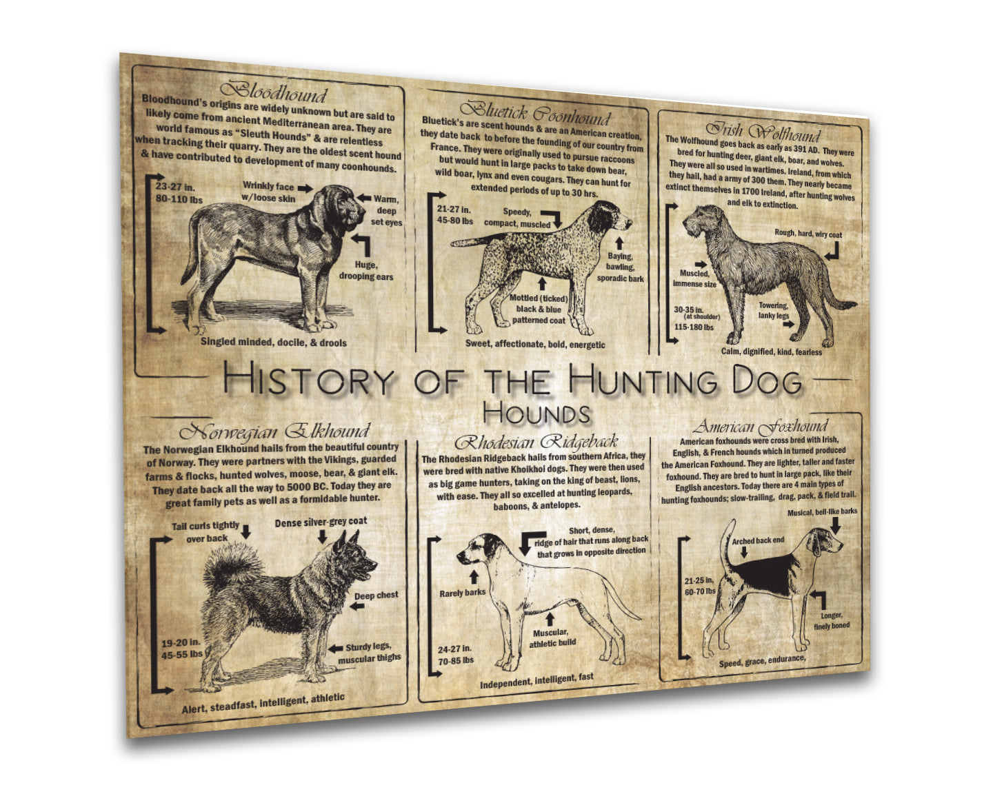 History of the Hound Dog - Breed Collage