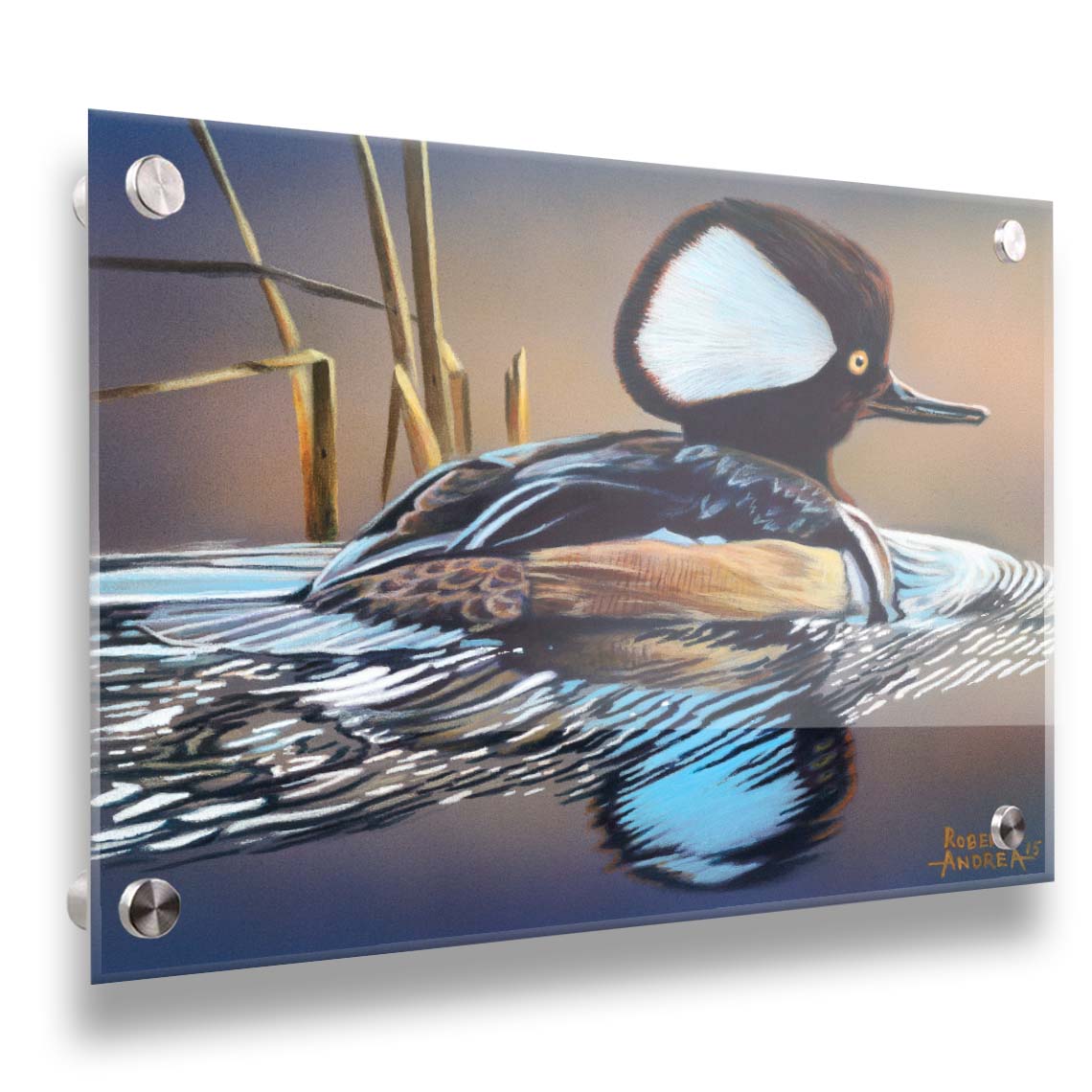 A painting of a hooded merganser duck, floating on the water with its reflection rippling below. Printed on acrylic.