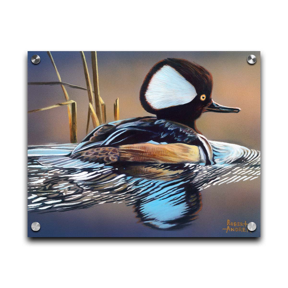 A painting of a hooded merganser duck, floating on the water with its reflection rippling below. Printed on acrylic.