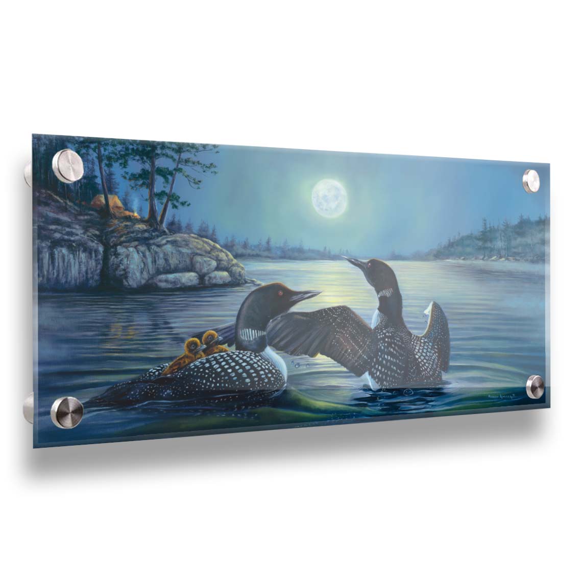 A painting of two grown loons, with two baby loons on one of their backs. They are floating on a lake under the moonlight, with a campground on the land in the distance. Printed on acrylic.