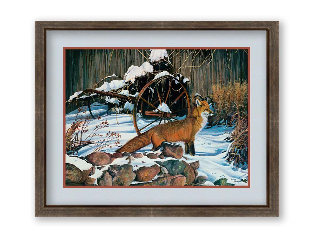 A painting of a red fox in the winter snow. It is standing by some old farming equipment, grasses, and stones. Printed on paper, matted, and framed.