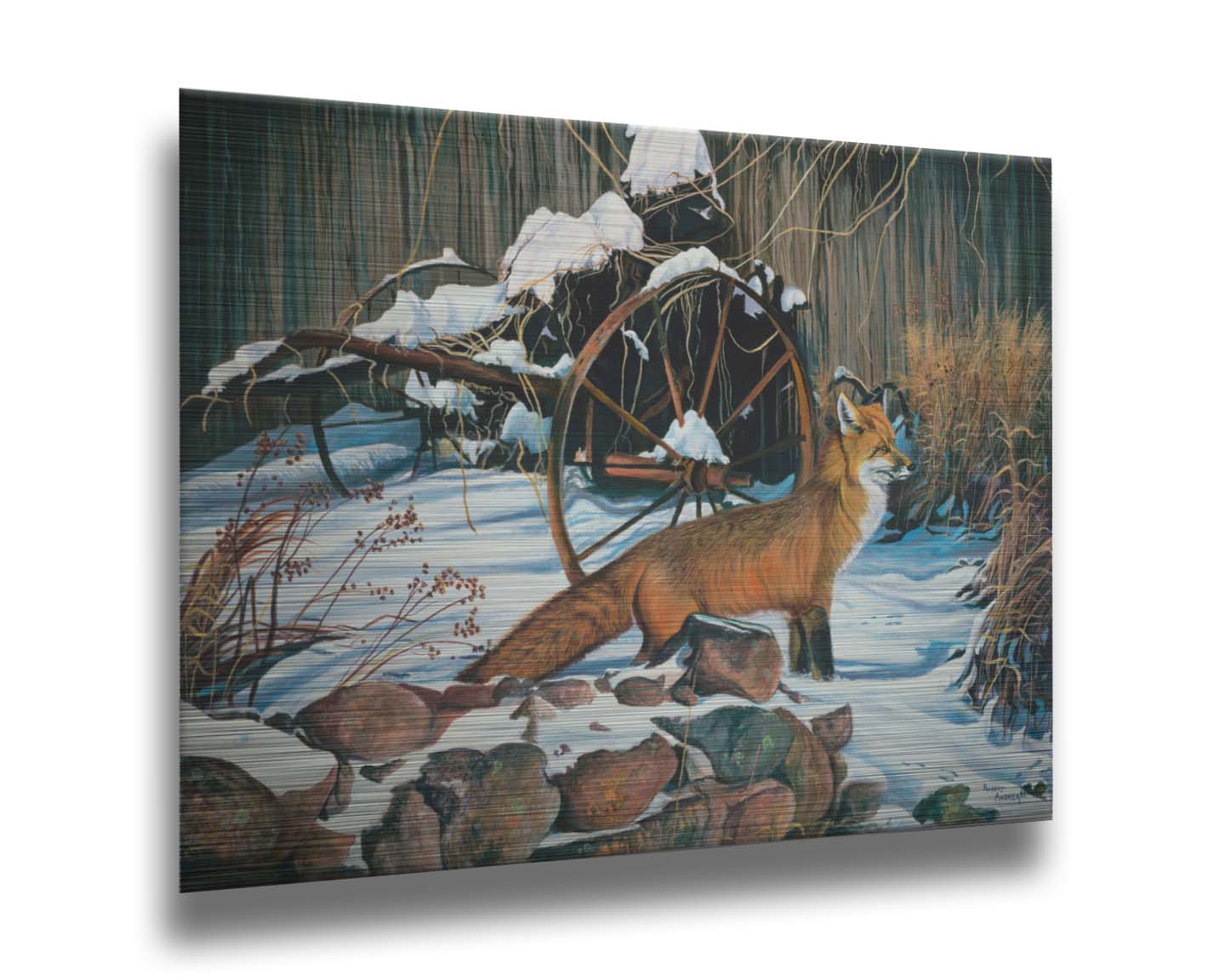 A painting of a red fox in the winter snow. It is standing by some old farming equipment, grasses, and stones. Printed on metal.