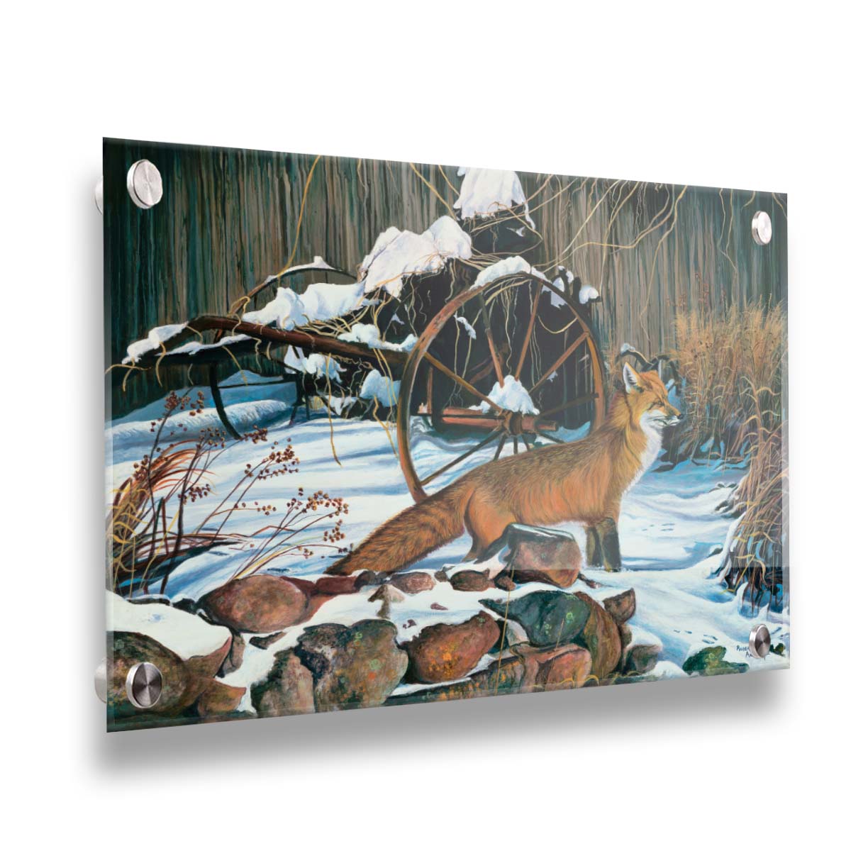 A painting of a red fox in the winter snow. It is standing by some old farming equipment, grasses, and stones. Printed on acrylic.