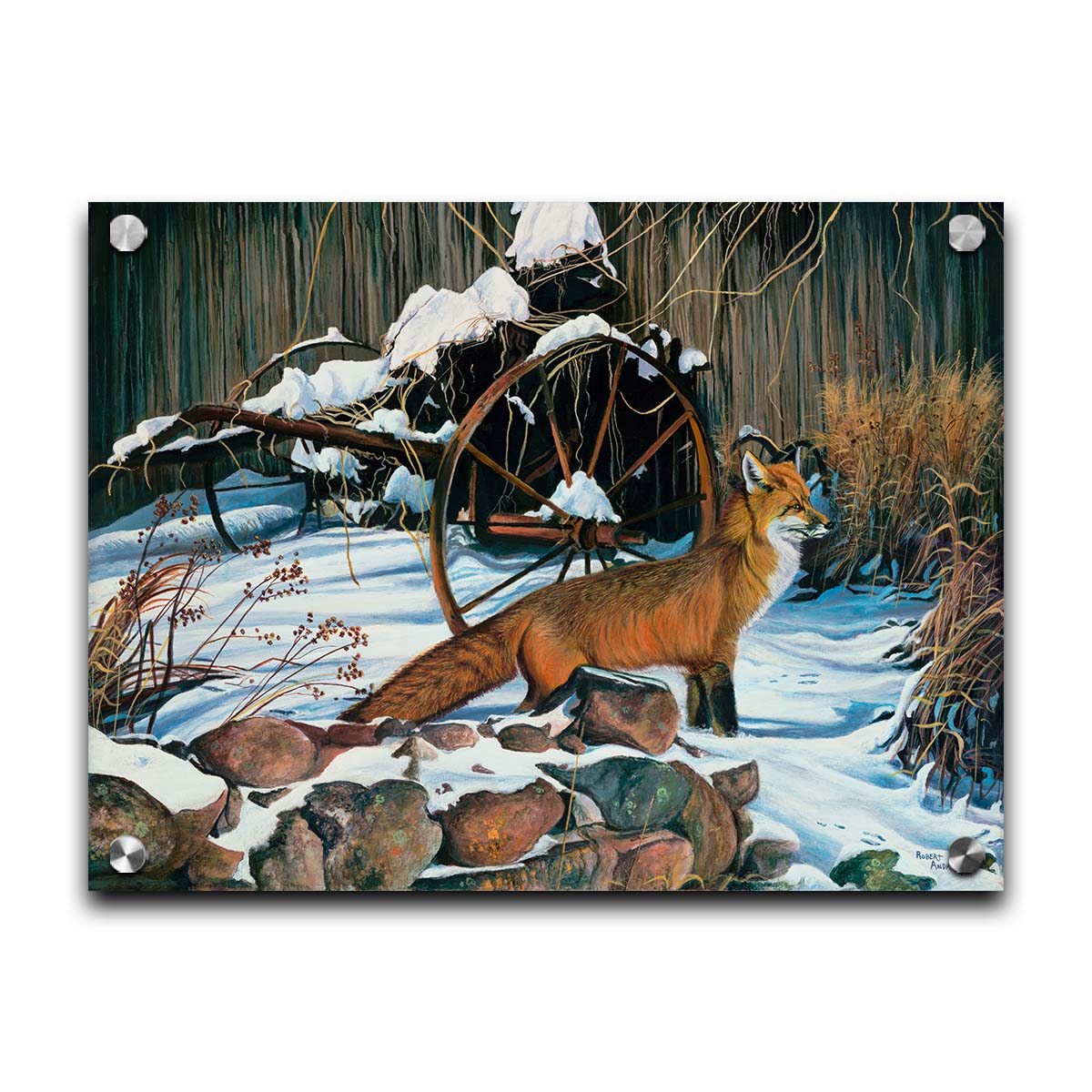 A painting of a red fox in the winter snow. It is standing by some old farming equipment, grasses, and stones. Printed on acrylic.