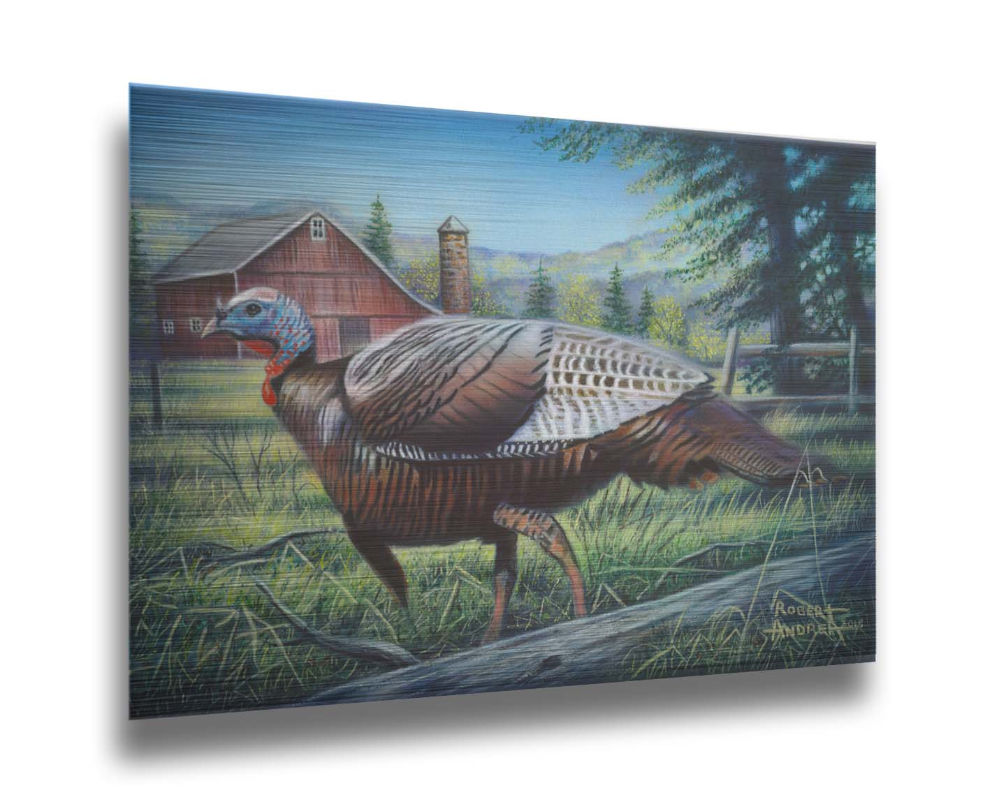 A painting of a turkey walking through the grass in front of a barn. Printed on metal.