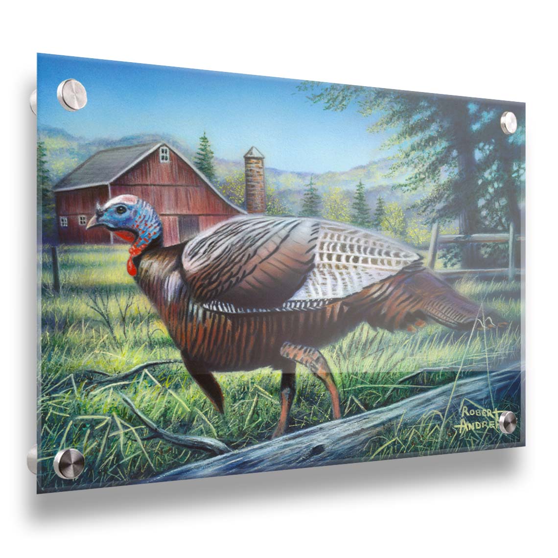 A painting of a turkey walking through the grass in front of a barn. Printed on acrylic.