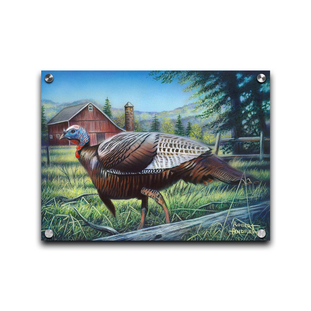 A painting of a turkey walking through the grass in front of a barn. Printed on acrylic.