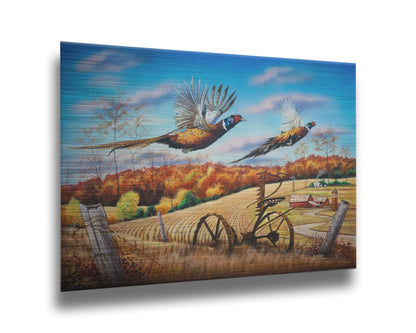 A painting of two pheasants taking flight over a fall wheat field. Printed on metal.