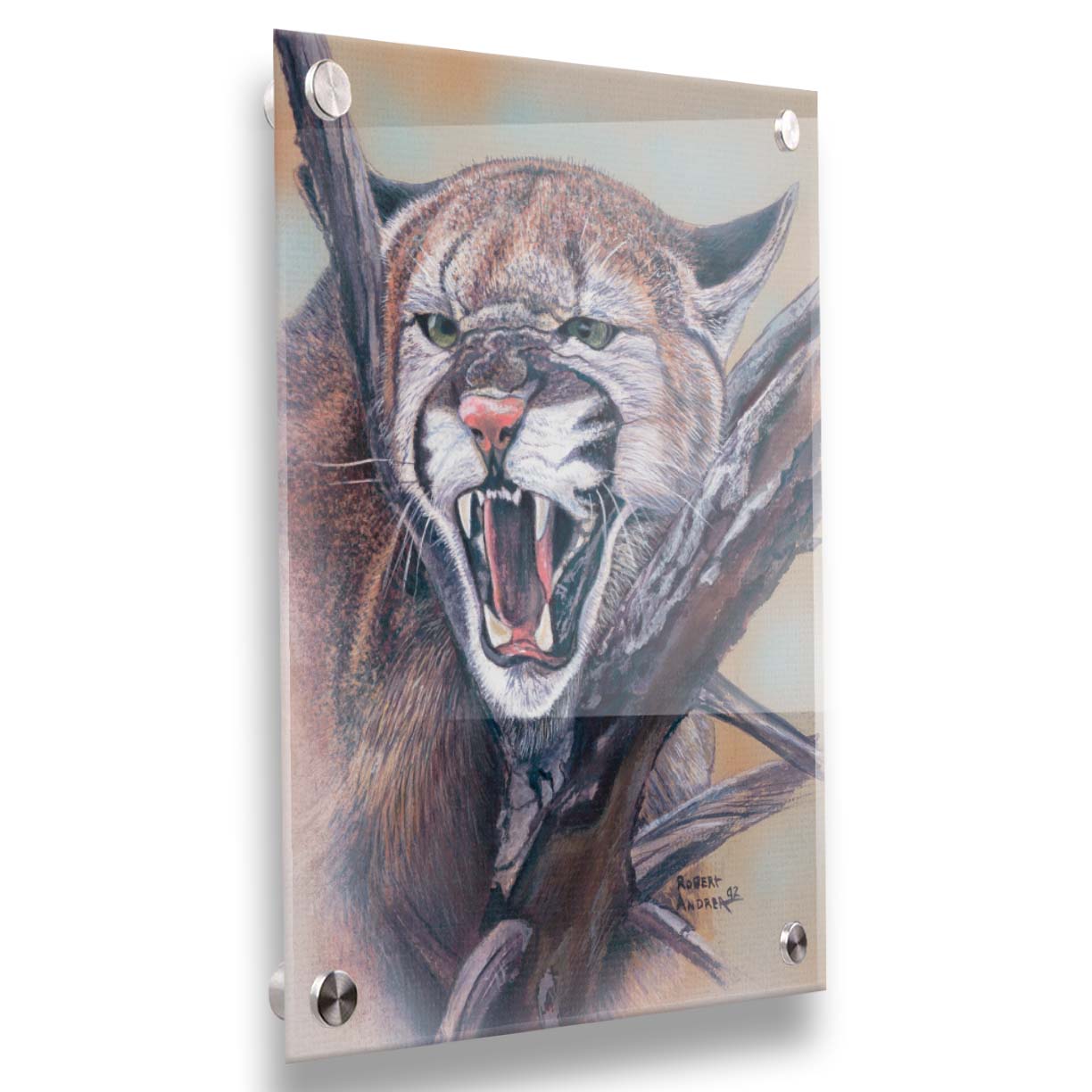 A painting of a snarling mountain lion peering through a tree. Printed on acrylic.