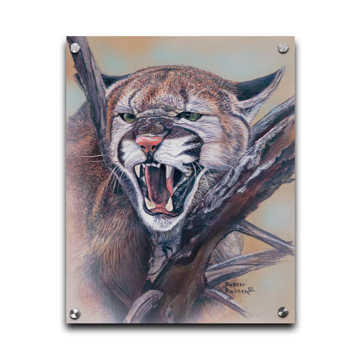 A painting of a snarling mountain lion peering through a tree. Printed on acrylic.