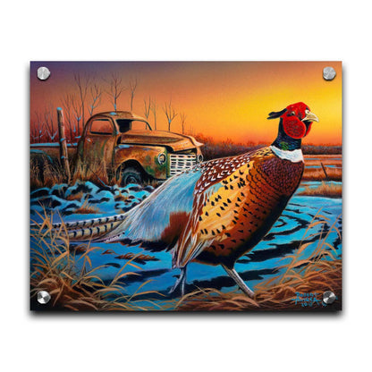 A painting of a pheasant trotting through a snowy field. In the background, an old green truck sits rusted. The sun is low in the sky, creating a soft orange atmosphere. Printed on acrylic.