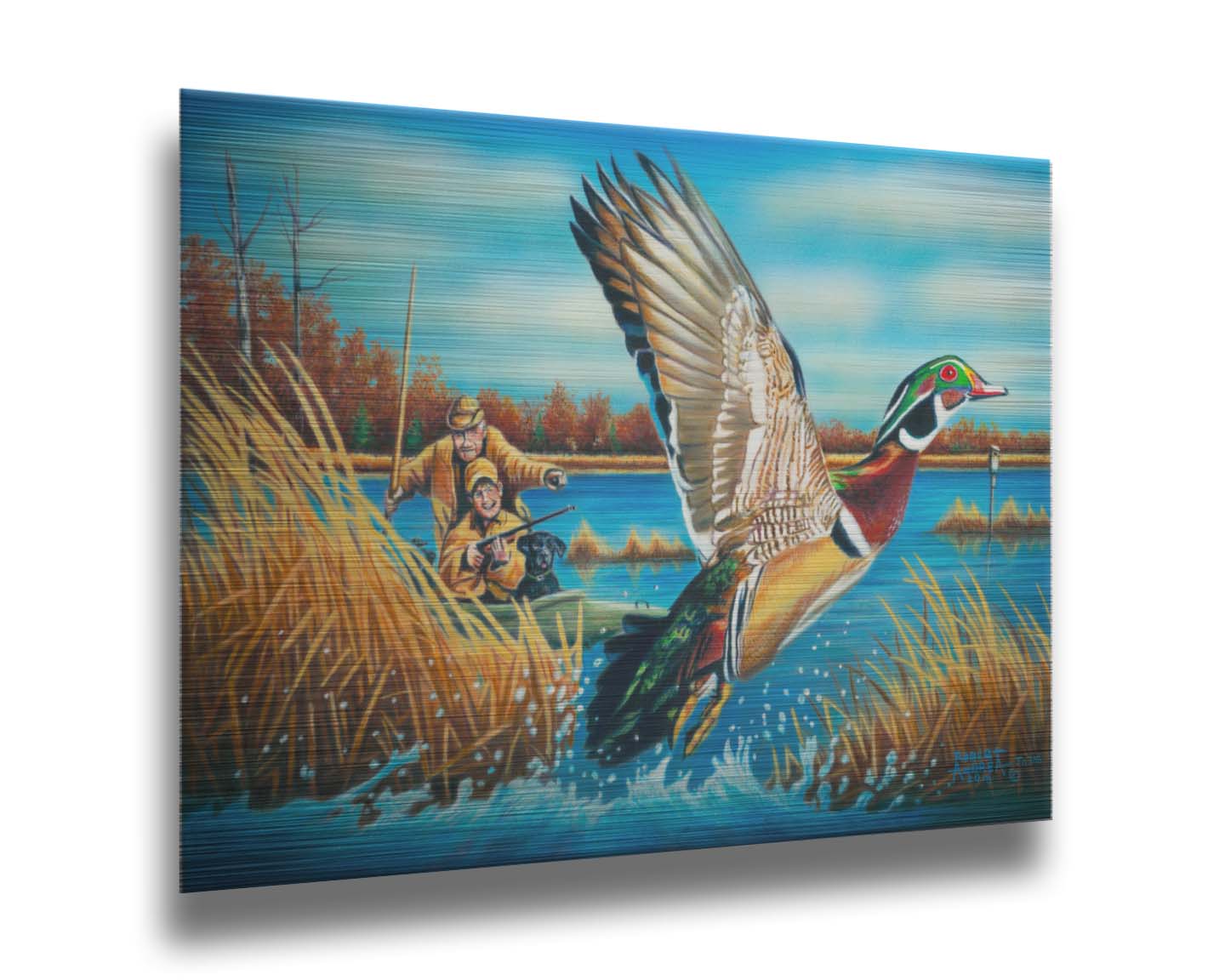 A painting of a wood duck taking flight off the water, after being startled by two approaching hunters in a kayak. Printed on metal.