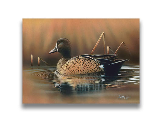 A painting of a blue-winged teal waterfowl, swimming across the water past seeral brown reeds. Printed on canvas.