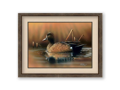 A painting of a blue-winged teal waterfowl, swimming across the water past seeral brown reeds. Printed on paper, matted, and framed.