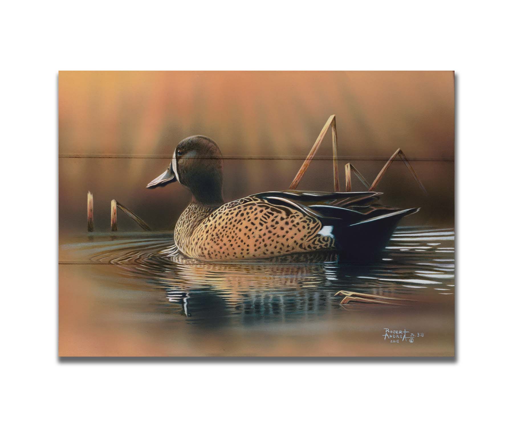 A painting of a blue-winged teal waterfowl, swimming across the water past seeral brown reeds. Printed on a box board.