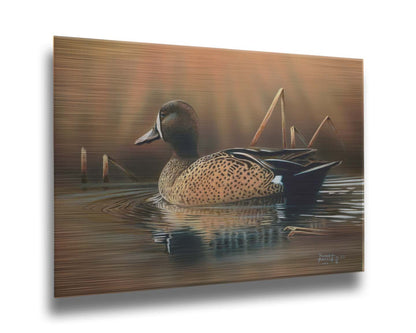 A painting of a blue-winged teal waterfowl, swimming across the water past seeral brown reeds. Printed on metal.