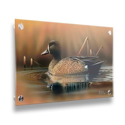 A painting of a blue-winged teal waterfowl, swimming across the water past seeral brown reeds. Printed on acrylic.