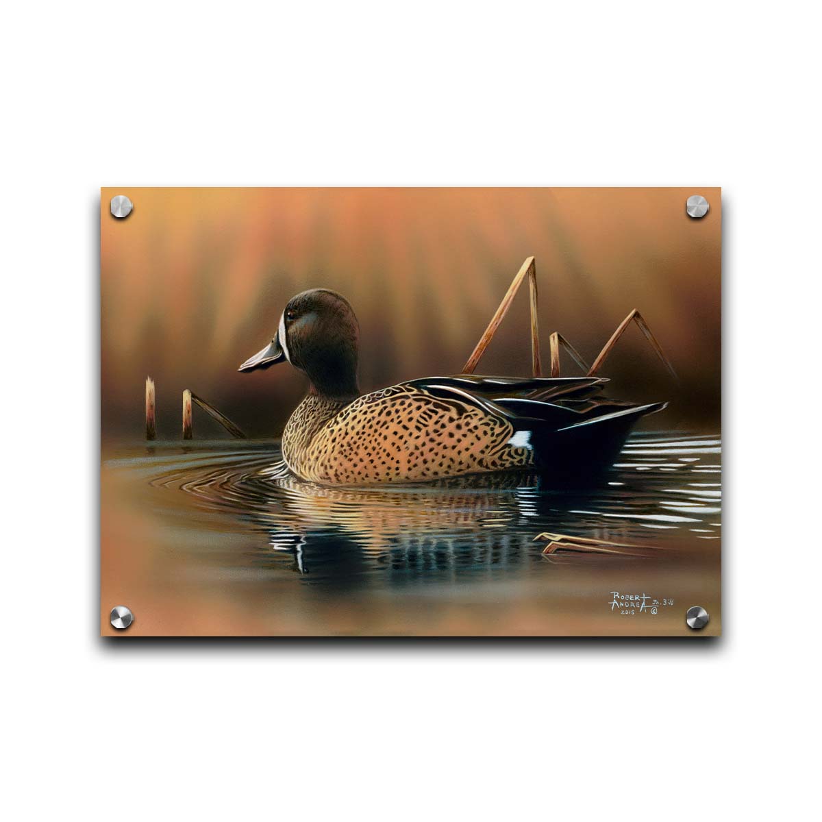 A painting of a blue-winged teal waterfowl, swimming across the water past seeral brown reeds. Printed on acrylic.