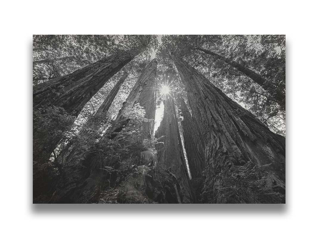 Black and white photo looking up at the giant redwood trees in  Redwood National Park, California. Printed on canvas.