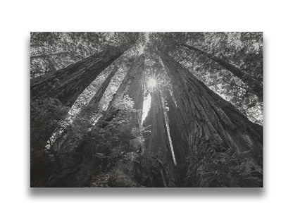 Black and white photo looking up at the giant redwood trees in Redwood National Park, California. Printed on canvas.