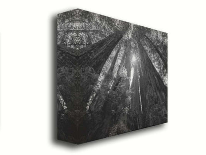 Black and white photo looking up at the giant redwood trees in Redwood National Park, California. Printed on canvas.