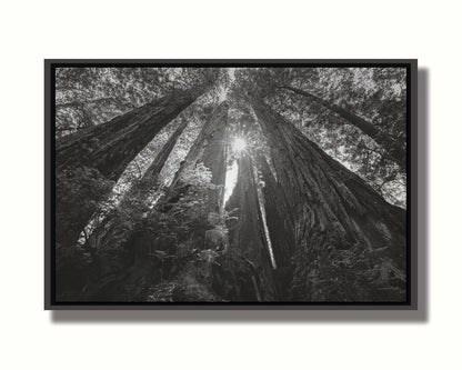 Black and white photo looking up at the giant redwood trees in Redwood National Park, California. Printed on canvas in a float frame.