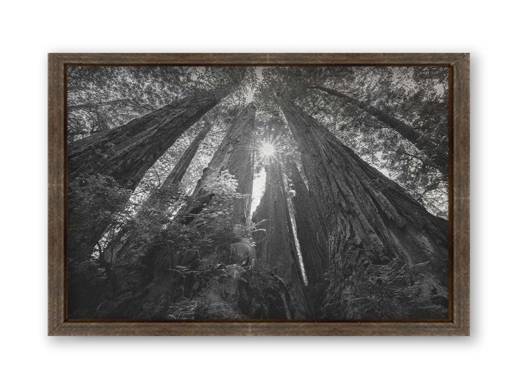 Black and white photo looking up at the giant redwood trees in Redwood National Park, California. Printed on canvas and framed.