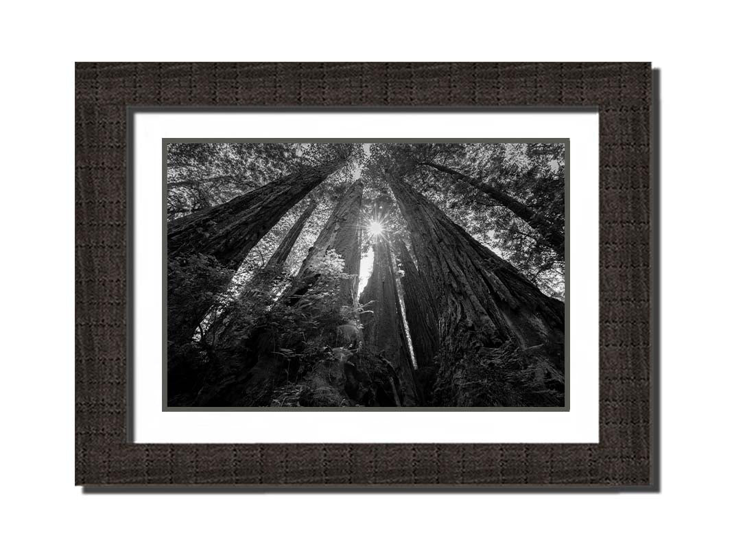 Black and white photo looking up at the giant redwood trees in Redwood National Park, California. Printed on paper, matted, and framed.