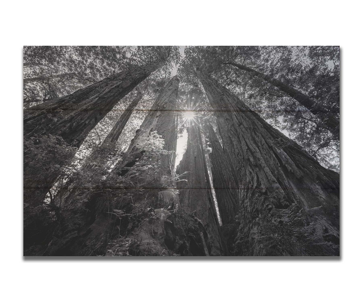 Black and white photo looking up at the giant redwood trees in Redwood National Park, California. Printed on a wood pallet.