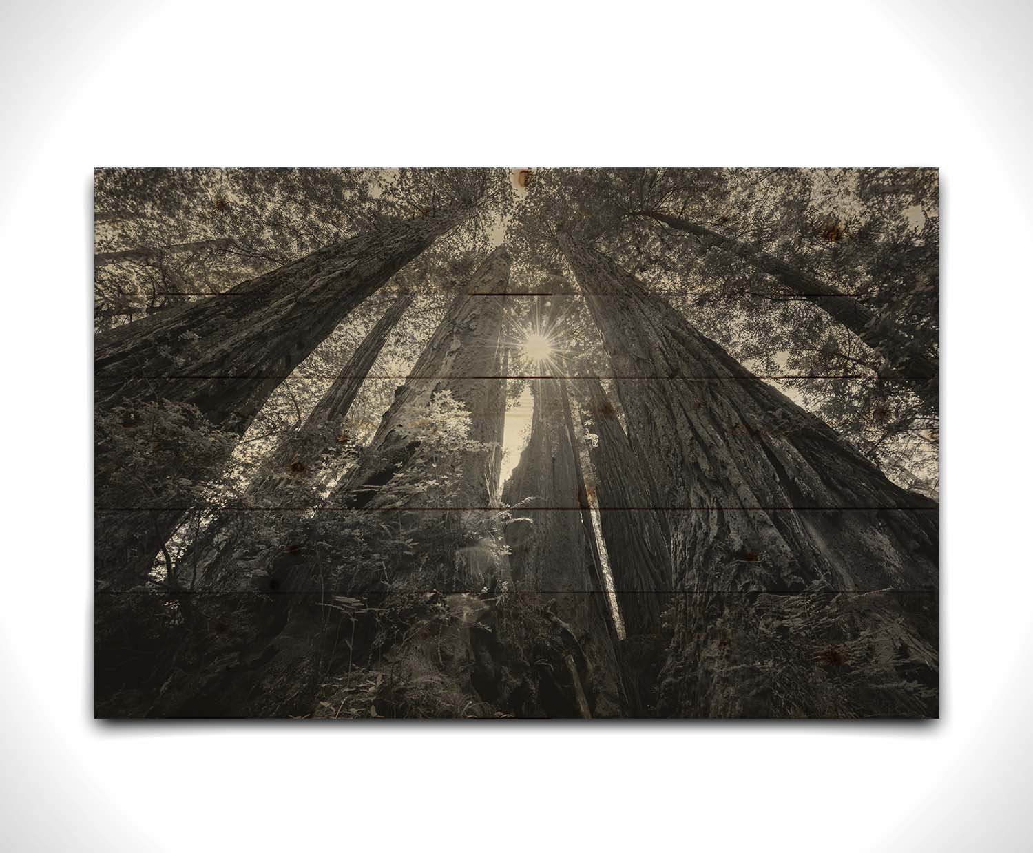 Black and white photo looking up at the giant redwood trees in Redwood National Park, California. Printed on a box board.