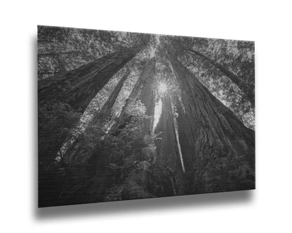 Black and white photo looking up at the giant redwood trees in Redwood National Park, California. Printed on metal.