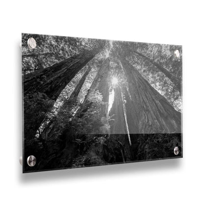 Black and white photo looking up at the giant redwood trees in Redwood National Park, California. Printed on acrylic.