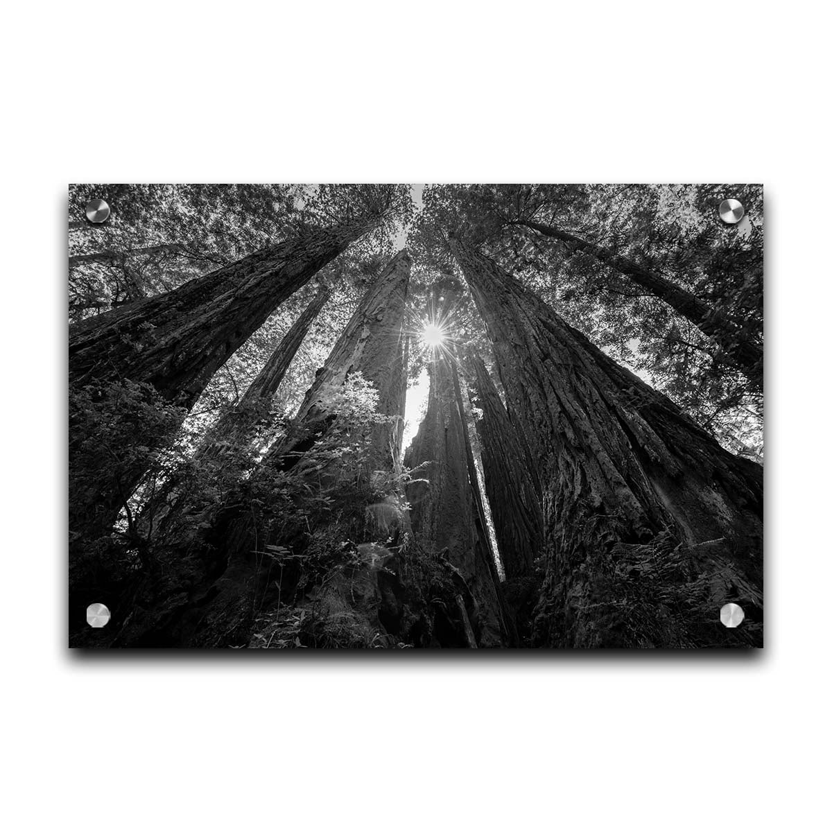 Black and white photo looking up at the giant redwood trees in Redwood National Park, California. Printed on acrylic.