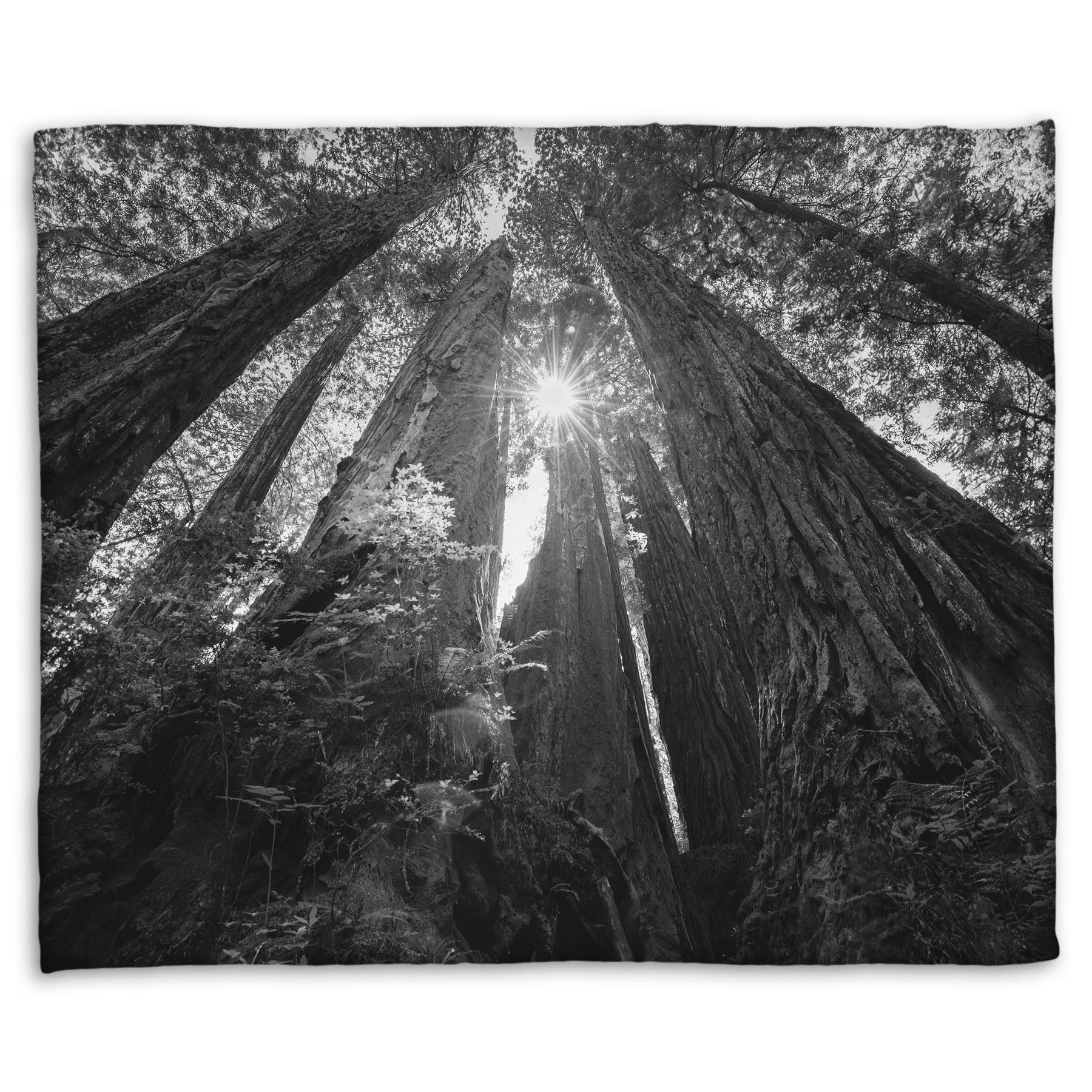 Coral fleece blanket designed with a black and white photo looking up at the giant redwood trees in Redwood National Park, California.