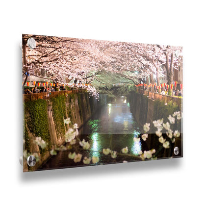 Photo of cherry blossom trees over a canal at Meguro River in Tokyo, Japan. Printed on acrylic.