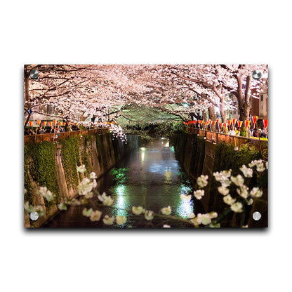 Photo of cherry blossom trees over a canal at Meguro River in Tokyo, Japan. Printed on acrylic.