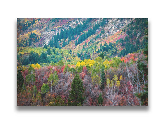 A photo looking down on a forest at the Sundance Mountain Resort in Utah. The trees are changing colors, ranging from green, yellow, and red to no leaves at all. Printed on canvas.