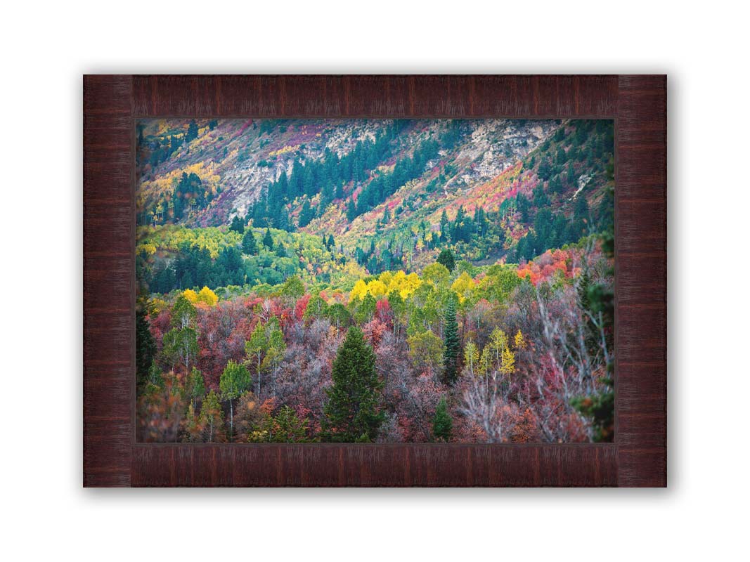 A photo looking down on a forest at the Sundance Mountain Resort in Utah. The trees are changing colors, ranging from green, yellow, and red to no leaves at all. Printed on canvas and framed.