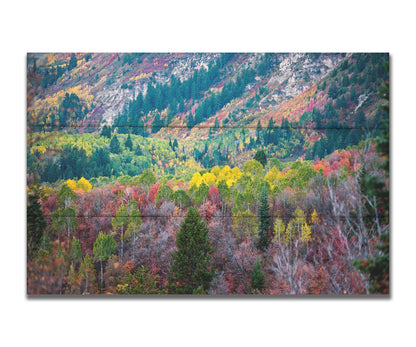 A photo looking down on a forest at the Sundance Mountain Resort in Utah. The trees are changing colors, ranging from green, yellow, and red to no leaves at all. Printed on a box board.