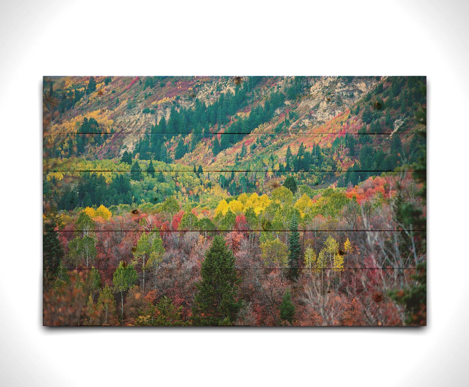 A photo looking down on a forest at the Sundance Mountain Resort in Utah. The trees are changing colors, ranging from green, yellow, and red to no leaves at all. Printed on a wood pallet.