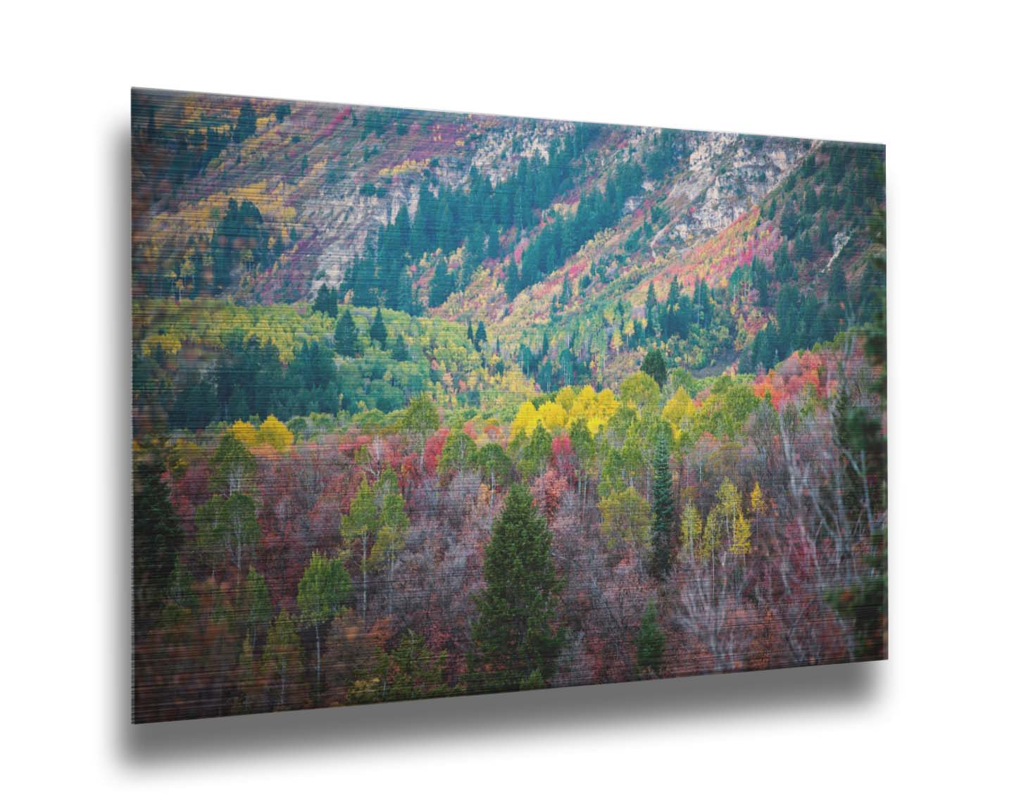 A photo looking down on a forest at the Sundance Mountain Resort in Utah. The trees are changing colors, ranging from green, yellow, and red to no leaves at all. Printed on metal.