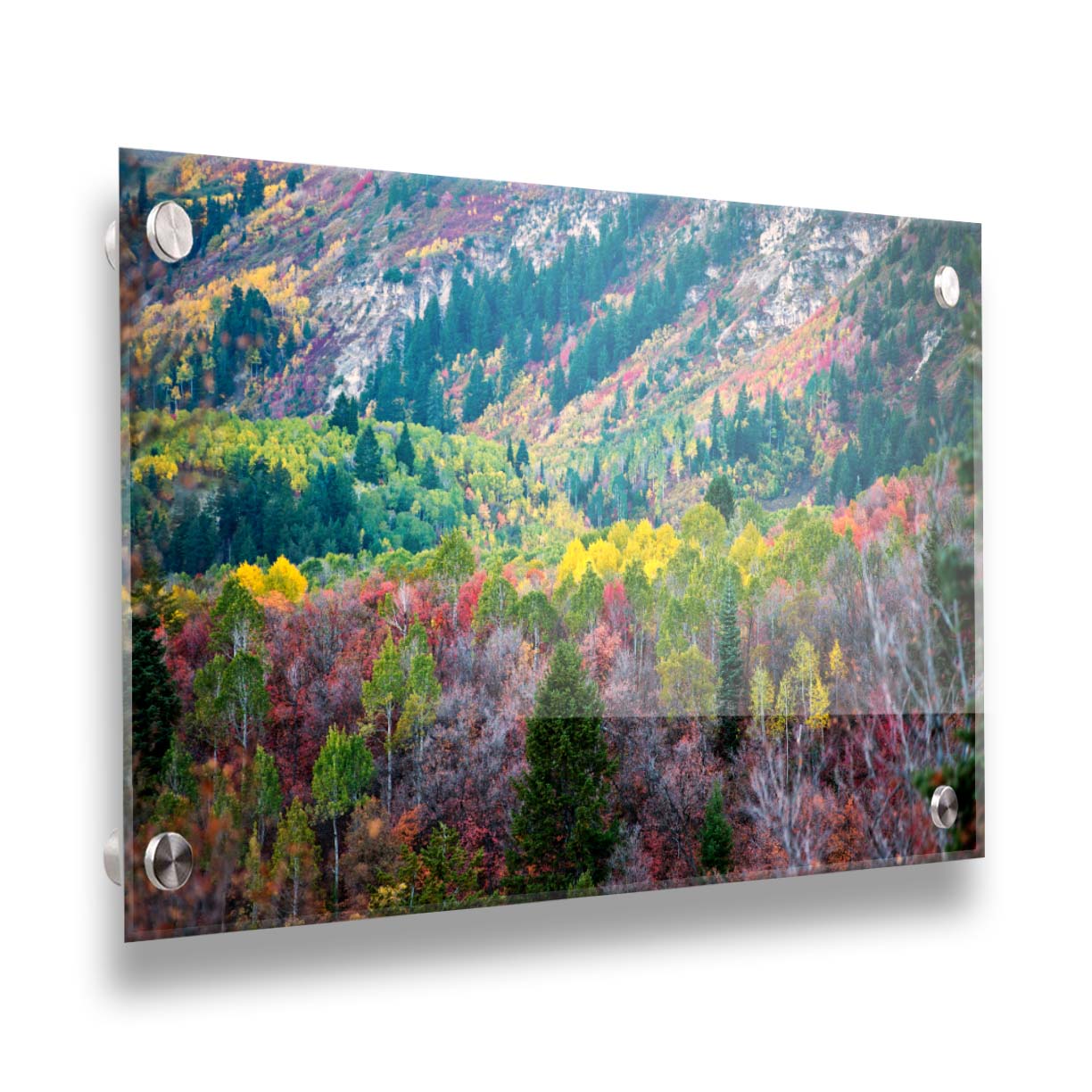 A photo looking down on a forest at the Sundance Mountain Resort in Utah. The trees are changing colors, ranging from green, yellow, and red to no leaves at all. Printed on acrylic.