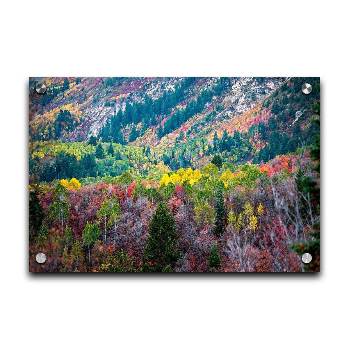 A photo looking down on a forest at the Sundance Mountain Resort in Utah. The trees are changing colors, ranging from green, yellow, and red to no leaves at all. Printed on acrylic.